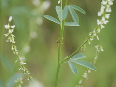 Diceraeus