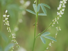 Diceraeus