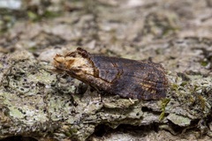 Cryptoptila immersana