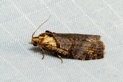 Cryptoptila immersana