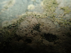 Arthonia phaeobaea