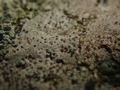 Arthonia phaeobaea