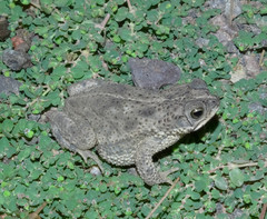 Rhinella bergi
