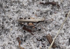 Pycnostictus seriatus