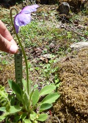 Meconopsis simplicifolia