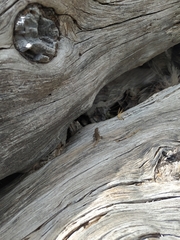 Sceloporus bicanthalis