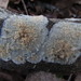 Radulomyces confluens - Photo (c) maricel patino, algunos derechos reservados (CC BY-NC), subido por maricel patino
