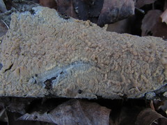 Radulomyces confluens