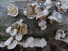 Steccherinum bourdotii