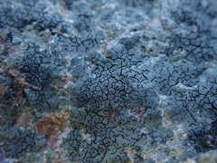 Hydropunctaria maura