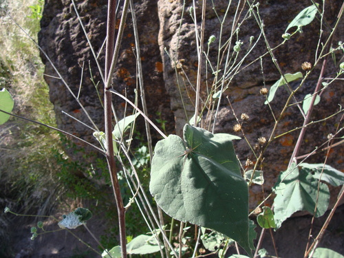 Image of Abutilon reventum by (c) Alexis López Hernández, some rights reserved (CC BY)