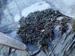 Lathagrium cristatum