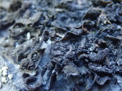 Lathagrium cristatum