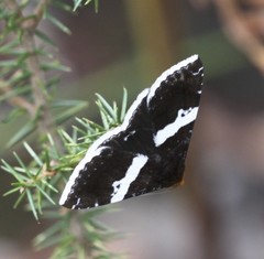Buzara frontinus