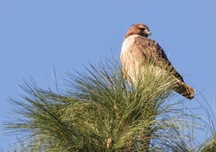 Buteo jamaicensis