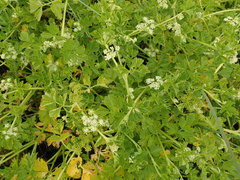 Apium prostratum denticulatum