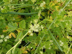 Apium prostratum denticulatum