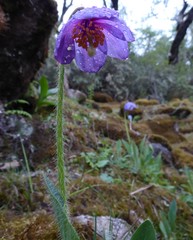 Meconopsis simplicifolia