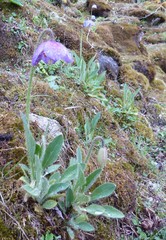 Meconopsis simplicifolia