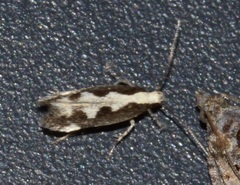 Agnippe prunifoliella