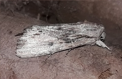Spodoptera albula