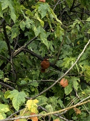 Sephanoides fernandensis