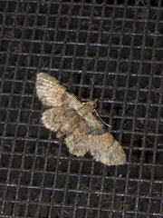 Gymnoscelis derogata