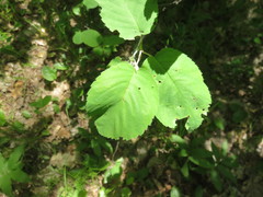 Amelanchier humilis