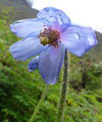 Meconopsis simplicifolia