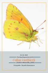 Colias vauthierii