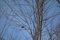 Hypsipetes amaurotis