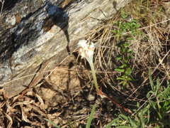 Mandevilla petraea