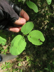 Amelanchier humilis