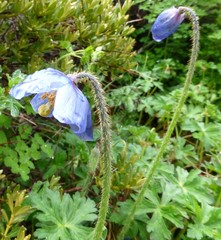 Meconopsis simplicifolia