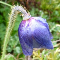 Meconopsis simplicifolia