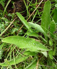 Meconopsis simplicifolia