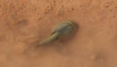 Triops australiensis