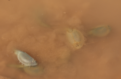 Triops australiensis