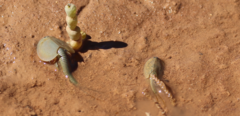 Triops australiensis