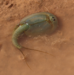 Triops australiensis