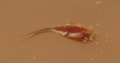 Triops australiensis