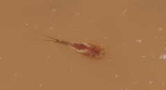Triops australiensis