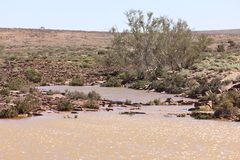 Triops australiensis