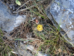 Parodia mammulosa
