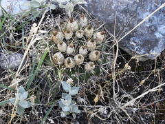 Parodia mammulosa