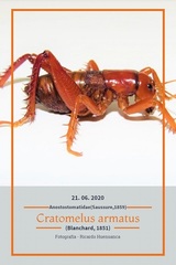Cratomelus armatus