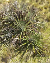Puya aequatorialis