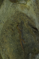 Cyrtodactylus petani