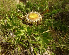 Carlina acanthifolia