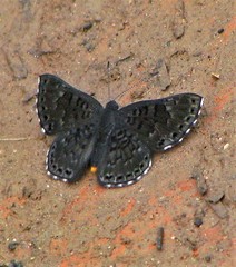 Exoplisia myrtis